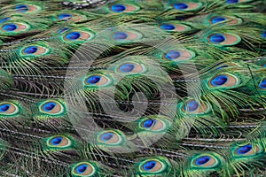 Colorful peacock feathers as background or backdrop
