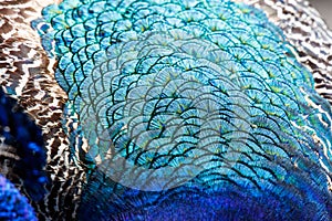 Colorful Peacock feathers