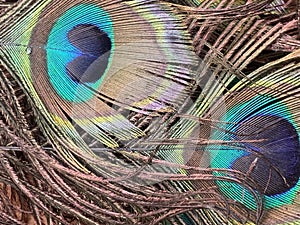 Colorful peacock feathers, close up view, natural texture, decorative background.