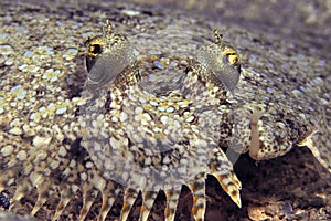 Colorful peacock flounder