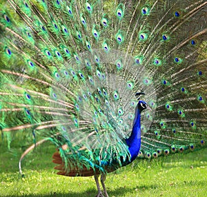 Peacock