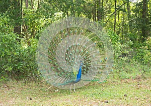 A colorful peacock with its tail spread during mating season