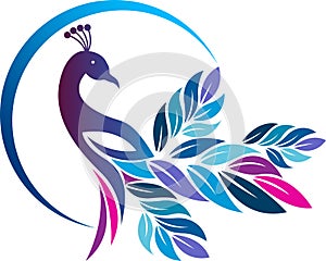 Colorful peacock logo