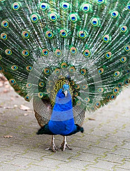 Colorful peacock plume