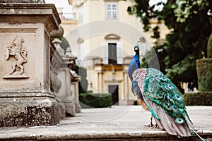 Colorful peacock on the stone stairs to the castle garden with blurred yellow castle in the background during the sunny day