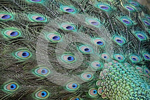 Colorful peacock tail feathers
