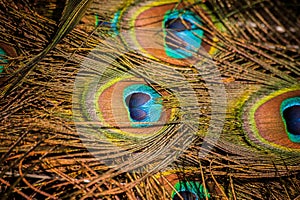 Colorful peacock tail feathers background