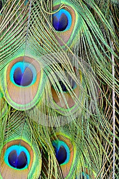 colorful peacock tail feathers with blue circles close-up