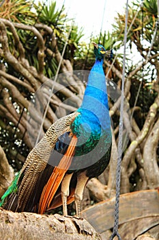Colorful peacocks in a garden