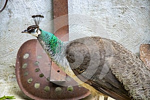 A colorful peahen against a rustic wall with farm equipment.