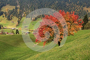 Colorful pear tree in autumn