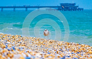 Colorful pebbles at Deal beach English Channel UK