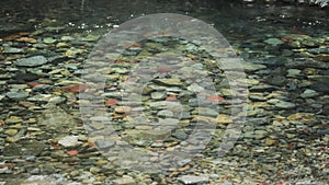 Colorful pebbles in the mountain creek