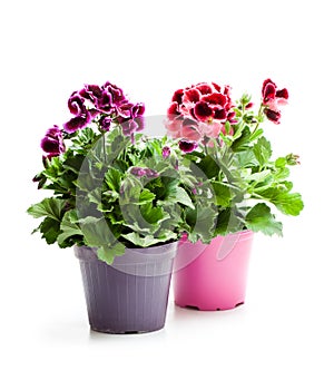 Colorful Pelargonium flowers in flowerpot isolated on white
