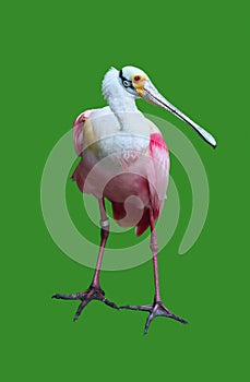 Colorful Pelican Isolated on Green