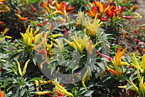 Colorful peppers photo