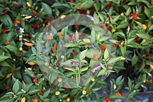 Colorful peppers of Capsicum annuum