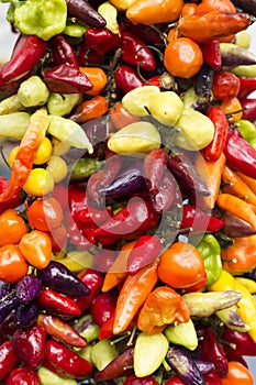 Colorful peppers in the market