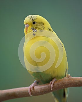 Colorful perched yellow parakeet