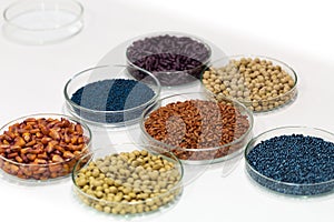 Colorful pesticide-treated rapeseed, sunflower, wheat, pea, soy, and corn seeds in a petri dish in the lab