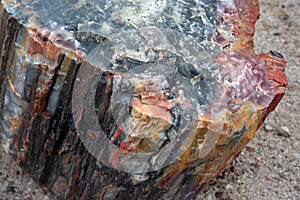 Colorful Petrified Tree Rock