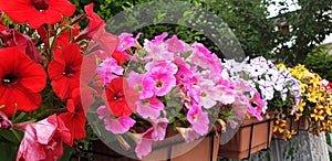 Colorful petunia or begonia flowers blooming in a row in pots