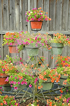 Colorful petunia filled flower pots