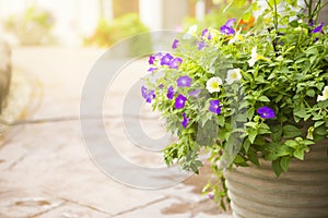 Colorful petunia flower in clay pot over blurred garden background with vintage warm light