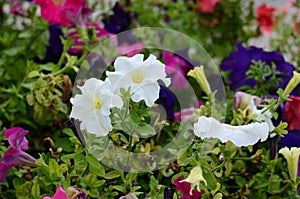 Colorful petunia flower flower-bed