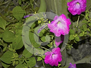 Colorful petunia flowers blooming in the garden