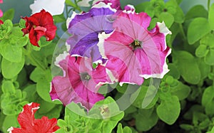Colorful petunia flowers blooming in the garden