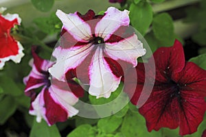 Colorful petunia flowers blooming in the garden