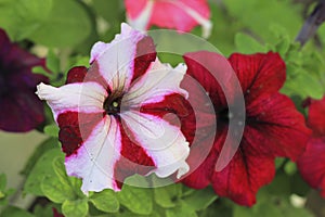 Colorful petunia flowers blooming in the garden