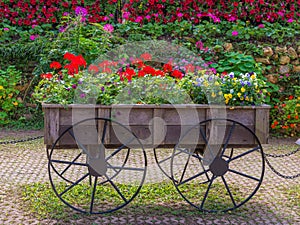 Colorful of petunia flowers on trolley or cart wooden in garden