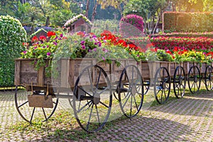 Colorful of petunia flowers on trolley or cart wooden in garden