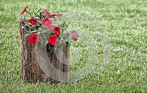 Colorful petunias in log planter