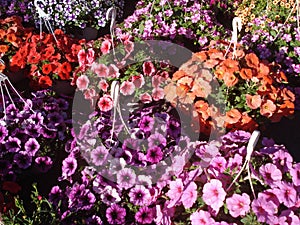 Colorful petunias at marketplace