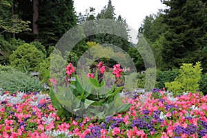 Colorful petunias surrounded by trees and flowers in the Butchart Garden