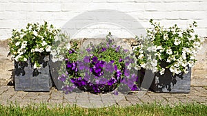 Colorful petunias in wooden tubs