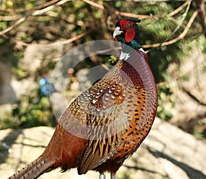 Colorful pheasant