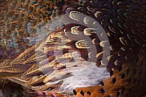 Colorful pheasant feathers background. abstract Horizontal texture.