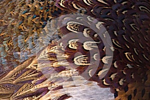 Colorful pheasant feathers background. abstract Horizontal texture.