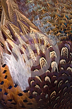 Colorful pheasant feathers background. abstract Vertical texture.