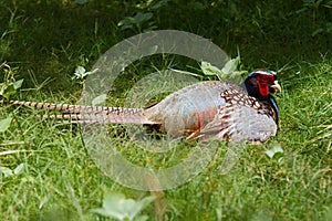 Colorful Pheasant sitting in the grass