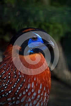 Colorful pheasant Temminks Tragopan closeup portrait