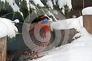 Colorful pheasant Temminks Tragopan on snow.