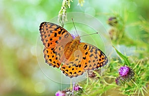 The colorful photo of Argynnis Alexandra butterfly