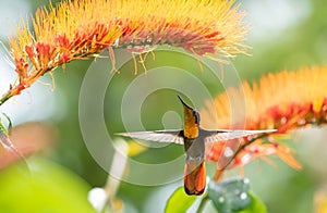 Farbistý z trblietavý kolibrík zlato hrdlo vznášajúce pod kvetina 
