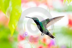 Colorful photo of a hummingbird in flight in a tropical garden.
