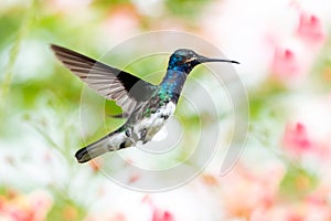 Colorful photo of the tropical White-necked Jacobin hummingbird hovering in the air